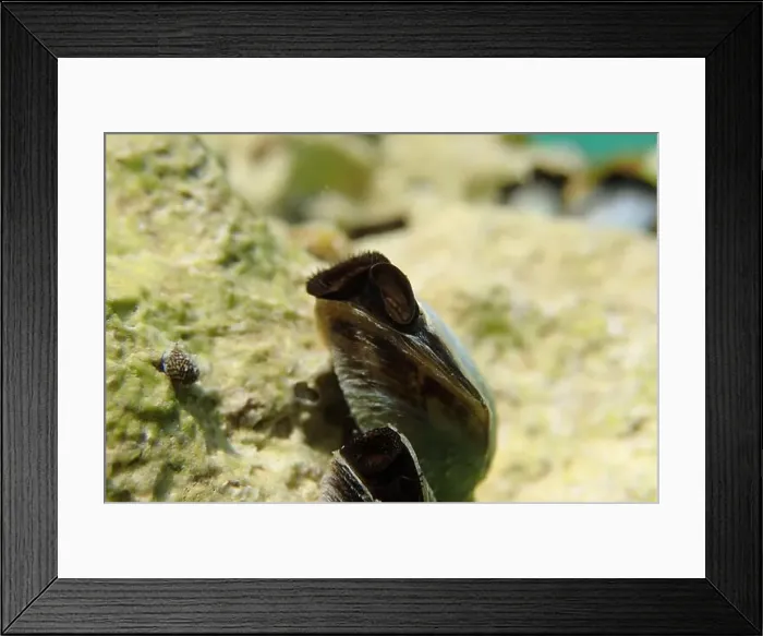 Framed Print : Endemic freshwater clam in Ohrid lake, underwater photography - Dreissena sp Framed Print : Endemic freshwater clam in Ohrid lake, underwater photography - Dreissena sp