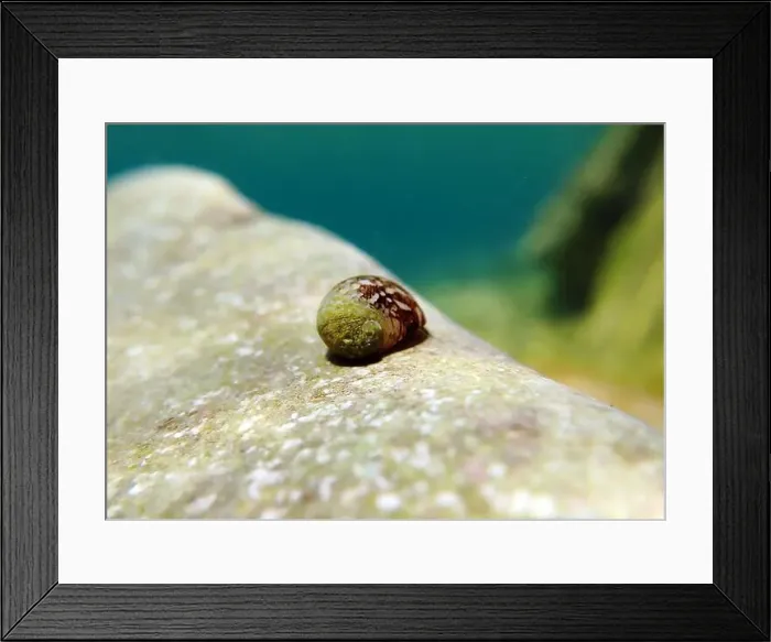Framed Print : Freshwater and brackish water snail - Theodoxus fluviatilis (rare image) Framed Print : Freshwater and brackish water snail - Theodoxus fluviatilis (rare image)