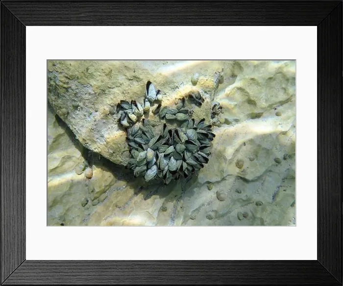 Framed Print : Endemic freshwater clam in Ohrid lake, underwater photography - Dreissena sp Framed Print : Endemic freshwater clam in Ohrid lake, underwater photography - Dreissena sp