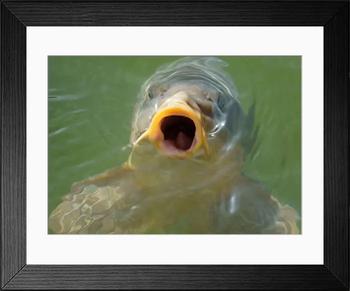 Framed Print : Hungry common carp (Cyprinus carpio) with big open mouth, eating / feeding in clear pond water