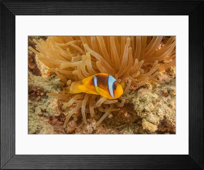 Framed Print : Clown-fish anemonefish in the Red Sea Colorful and beautiful, Eilat Israel Framed Print : Clown-fish anemonefish in the Red Sea Colorful and beautiful, Eilat Israel