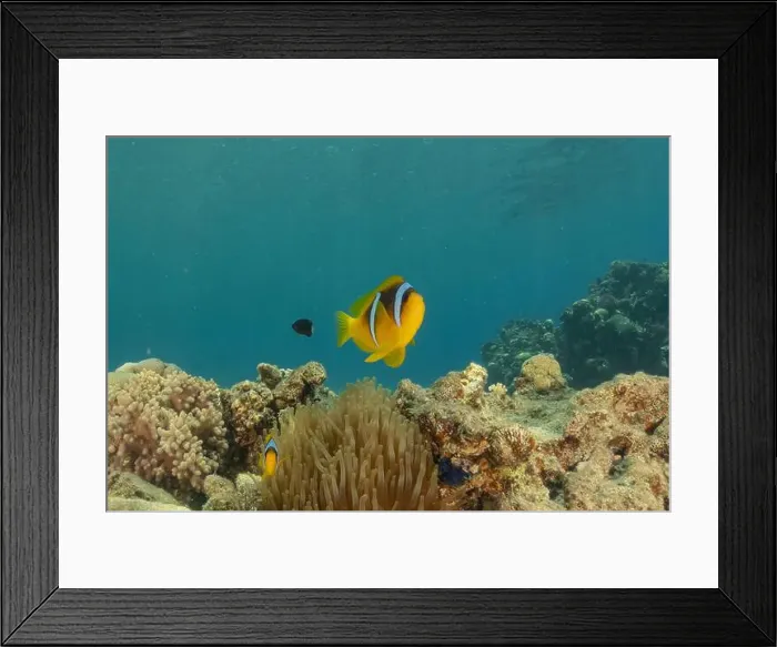 Framed Print : Clown-fish anemonefish in the Red Sea Colorful and beautiful, Eilat Israel Framed Print : Clown-fish anemonefish in the Red Sea Colorful and beautiful, Eilat Israel