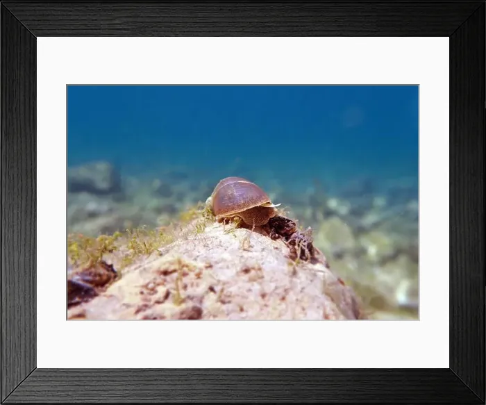 Framed Print : Freshwater snail in Ohrid Lake, underwater image - Radix auricularia Framed Print : Freshwater snail in Ohrid Lake, underwater image - Radix auricularia
