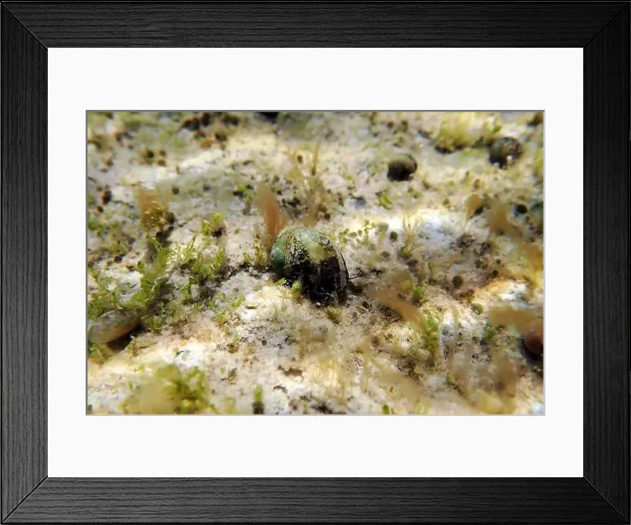 Framed Print : Freshwater and brackish water snail - Theodoxus fluviatilis (rare image) Framed Print : Freshwater and brackish water snail - Theodoxus fluviatilis (rare image)