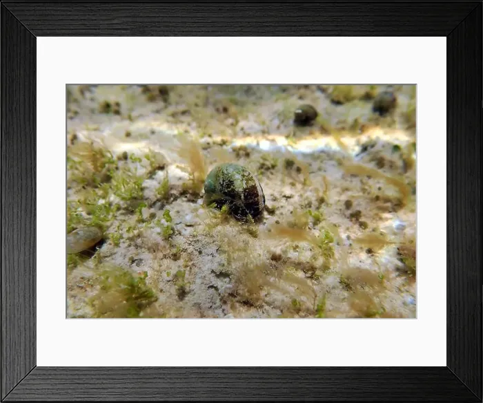 Framed Print : Freshwater and brackish water snail - Theodoxus fluviatilis (rare image) Framed Print : Freshwater and brackish water snail - Theodoxus fluviatilis (rare image)
