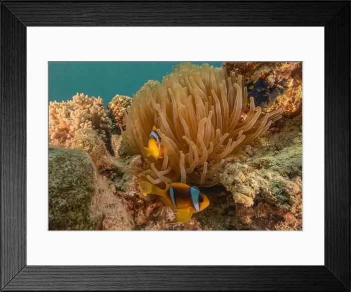 Framed Print : Clown-fish anemonefish in the Red Sea Colorful and beautiful, Eilat Israel Framed Print : Clown-fish anemonefish in the Red Sea Colorful and beautiful, Eilat Israel