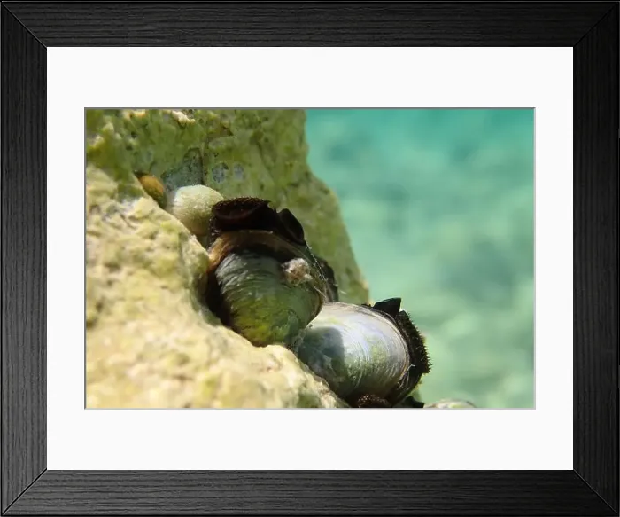 Framed Print : Endemic freshwater clam in Ohrid lake, underwater photography - Dreissena sp Framed Print : Endemic freshwater clam in Ohrid lake, underwater photography - Dreissena sp