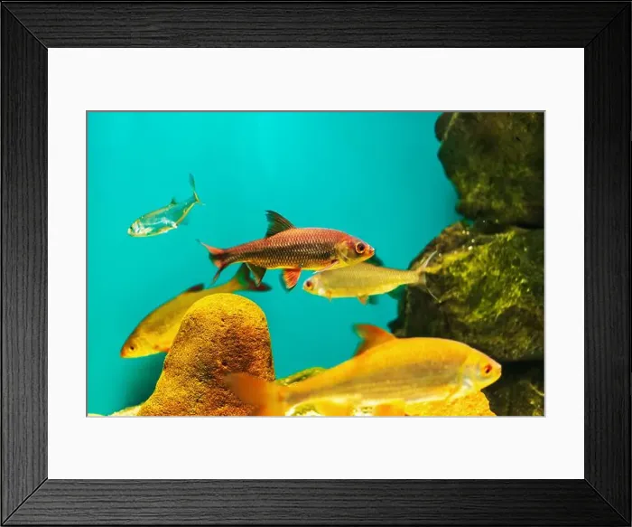 Framed Print : River fish in their natural habitat. Oceanarium, wildlife, colorful underwater world, aquarium Framed Print : River fish in their natural habitat. Oceanarium, wildlife, colorful underwater world, aquarium