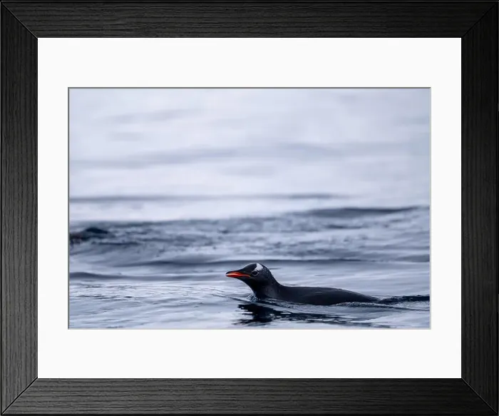 Framed Print : Penguin swimmimg into the Ocean Framed Print : Penguin swimmimg into the Ocean