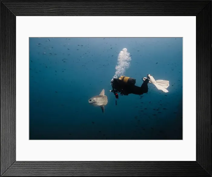 Framed Print : An unrecognizable scuba diver hovers in the deep blue ocean alongside a Mola mola