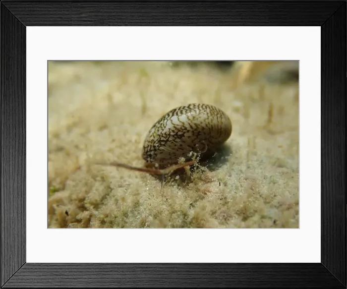 Framed Print : Freshwater and brackish water snail - Theodoxus fluviatilis (rare image) Framed Print : Freshwater and brackish water snail - Theodoxus fluviatilis (rare image)