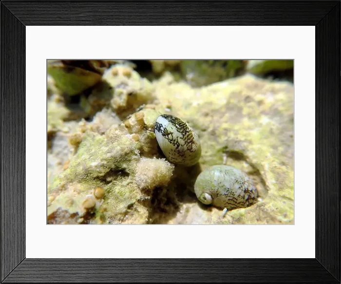 Framed Print : Freshwater and brackish water snail - Theodoxus fluviatilis (rare image) Framed Print : Freshwater and brackish water snail - Theodoxus fluviatilis (rare image)