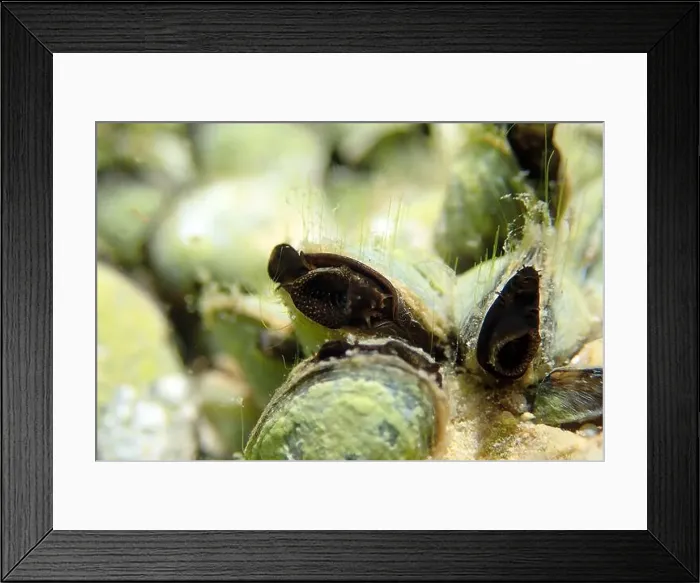 Framed Print : Endemic freshwater clam in Ohrid lake, underwater photography - Dreissena sp