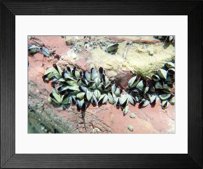 Framed Print : Endemic freshwater clam in Ohrid lake, underwater photography - Dreissena sp Framed Print : Endemic freshwater clam in Ohrid lake, underwater photography - Dreissena sp
