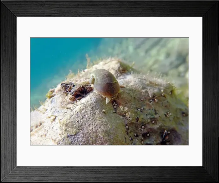Framed Print : Freshwater snail in Ohrid Lake, underwater image - Radix auricularia Framed Print : Freshwater snail in Ohrid Lake, underwater image - Radix auricularia
