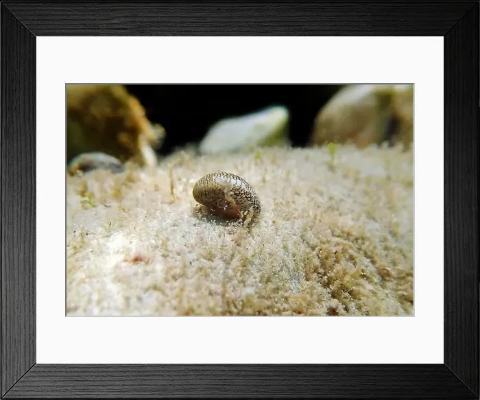 Framed Print : Freshwater and brackish water snail - Theodoxus fluviatilis (rare image) Framed Print : Freshwater and brackish water snail - Theodoxus fluviatilis (rare image)