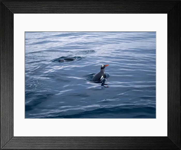 Framed Print : Penguin swimmimg into the Ocean Framed Print : Penguin swimmimg into the Ocean