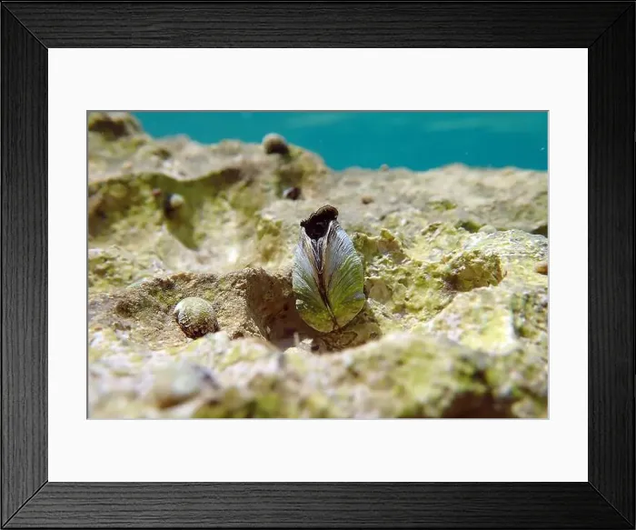 Framed Print : Endemic freshwater clam in Ohrid lake, underwater photography - Dreissena sp Framed Print : Endemic freshwater clam in Ohrid lake, underwater photography - Dreissena sp