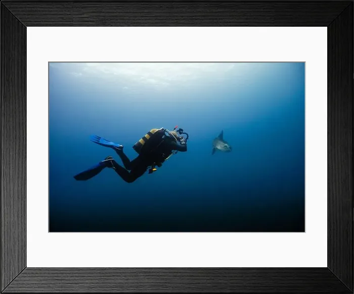 Framed Print : A scuba diver floats effortlessly in the deep blue sea alongside a magnificent Mola mola or sunfish Framed Print : A scuba diver floats effortlessly in the deep blue sea alongside a magnificent Mola mola or sunfish