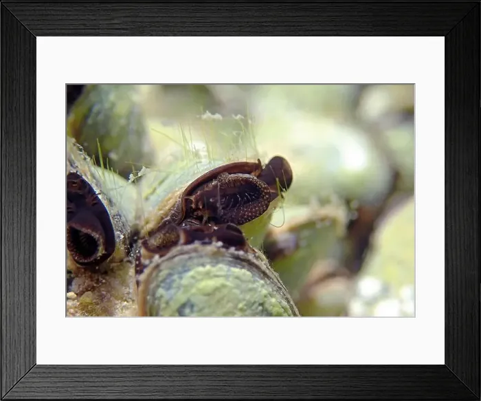 Framed Print : Endemic freshwater clam in Ohrid lake, underwater photography - Dreissena sp Framed Print : Endemic freshwater clam in Ohrid lake, underwater photography - Dreissena sp