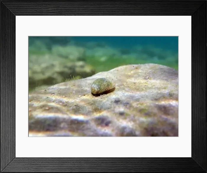 Framed Print : Freshwater and brackish water snail - Theodoxus fluviatilis (rare image) Framed Print : Freshwater and brackish water snail - Theodoxus fluviatilis (rare image)