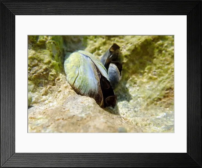 Framed Print : Endemic freshwater clam in Ohrid lake, underwater photography - Dreissena sp Framed Print : Endemic freshwater clam in Ohrid lake, underwater photography - Dreissena sp