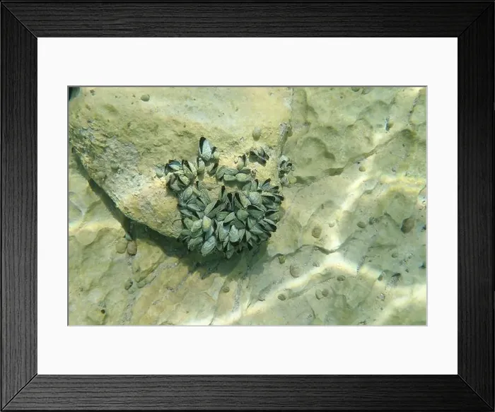 Framed Print : Endemic freshwater clam in Ohrid lake, underwater photography - Dreissena sp Framed Print : Endemic freshwater clam in Ohrid lake, underwater photography - Dreissena sp