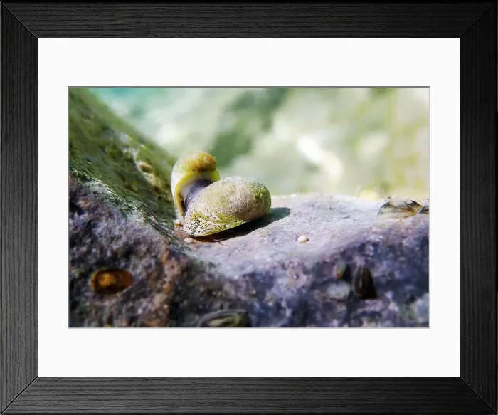 Framed Print : Freshwater and brackish water snail - Theodoxus fluviatilis (rare image) Framed Print : Freshwater and brackish water snail - Theodoxus fluviatilis (rare image)