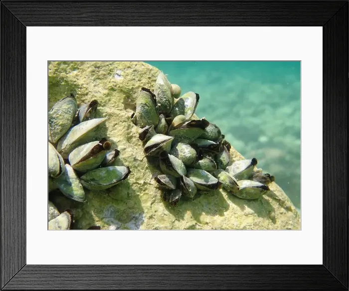 Framed Print : Endemic freshwater clam in Ohrid lake, underwater photography - Dreissena sp Framed Print : Endemic freshwater clam in Ohrid lake, underwater photography - Dreissena sp