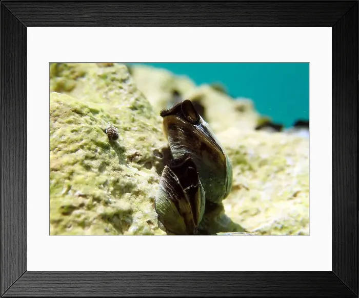 Framed Print : Endemic freshwater clam in Ohrid lake, underwater photography - Dreissena sp Framed Print : Endemic freshwater clam in Ohrid lake, underwater photography - Dreissena sp