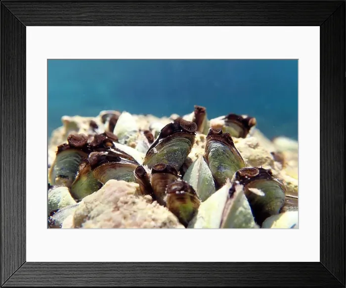 Framed Print : Endemic freshwater clam in Ohrid lake, underwater photography - Dreissena sp Framed Print : Endemic freshwater clam in Ohrid lake, underwater photography - Dreissena sp