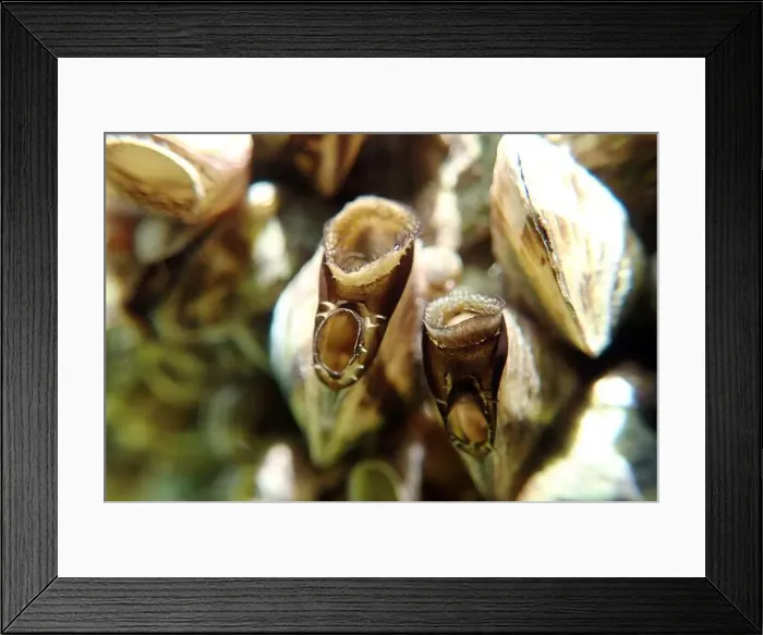 Framed Print : Endemic freshwater clam in Ohrid lake, underwater photography - Dreissena sp Framed Print : Endemic freshwater clam in Ohrid lake, underwater photography - Dreissena sp
