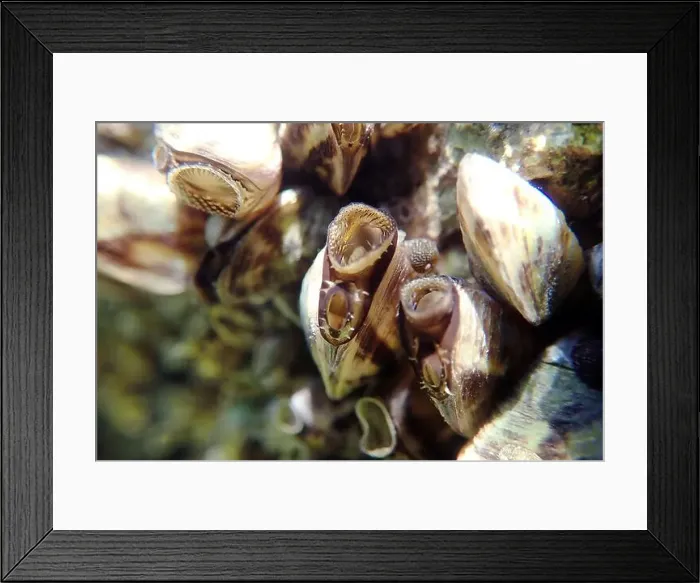 Framed Print : Endemic freshwater clam in Ohrid lake, underwater photography - Dreissena sp Framed Print : Endemic freshwater clam in Ohrid lake, underwater photography - Dreissena sp