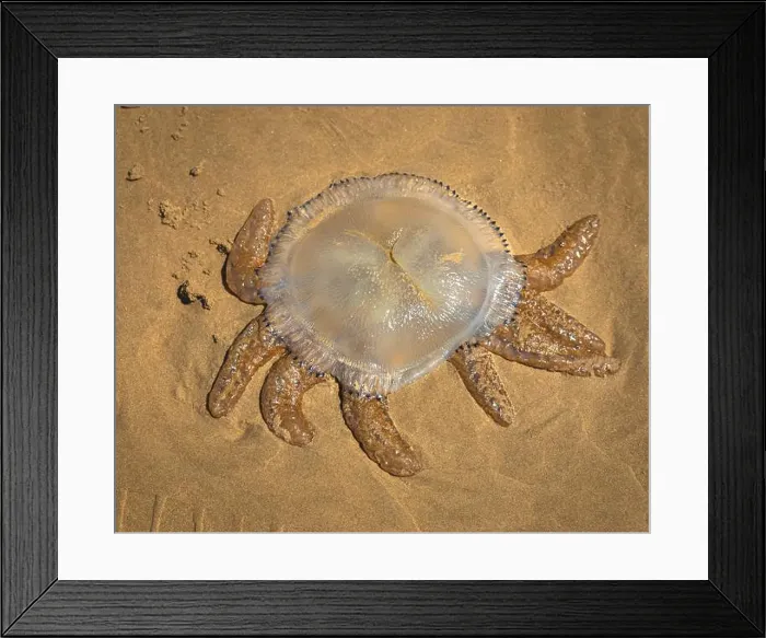 Framed Print : unique looking jellyfish on sand at australian beach Framed Print : unique looking jellyfish on sand at australian beach