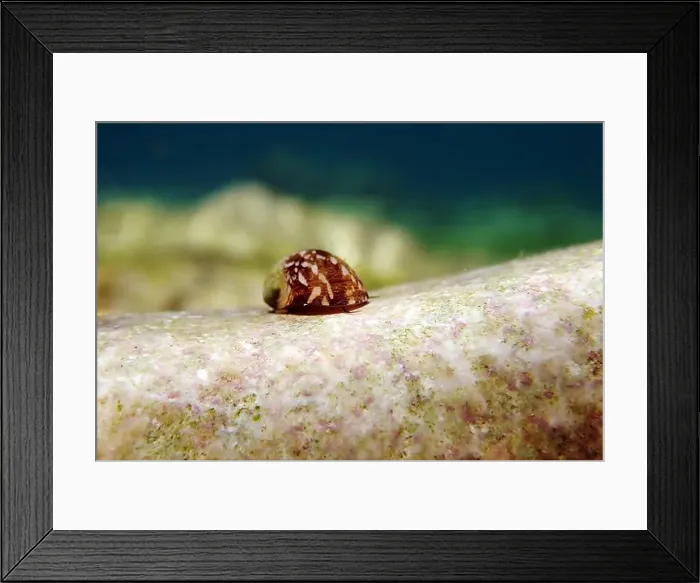 Framed Print : Freshwater and brackish water snail - Theodoxus fluviatilis (rare image) Framed Print : Freshwater and brackish water snail - Theodoxus fluviatilis (rare image)