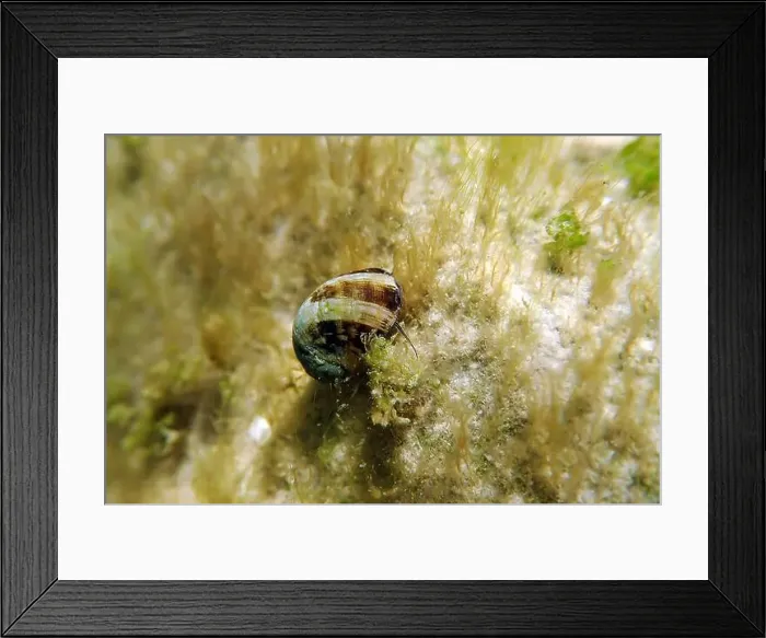 Framed Print : Freshwater and brackish water snail - Theodoxus fluviatilis (rare image) Framed Print : Freshwater and brackish water snail - Theodoxus fluviatilis (rare image)