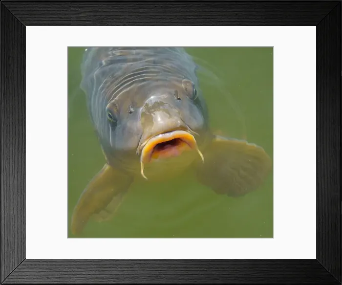 Framed Print : Hungry common carp (Cyprinus carpio) with big open mouth, eating / feeding in clear pond water Framed Print : Hungry common carp (Cyprinus carpio) with big open mouth, eating / feeding in clear pond water