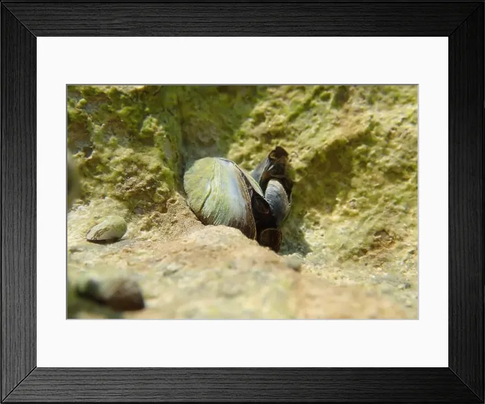 Framed Print : Endemic freshwater clam in Ohrid lake, underwater photography - Dreissena sp Framed Print : Endemic freshwater clam in Ohrid lake, underwater photography - Dreissena sp