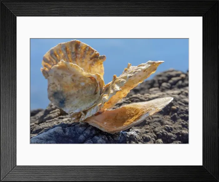 Framed Print : Beach concept. Sea shell with ocean on background Framed Print : Beach concept. Sea shell with ocean on background