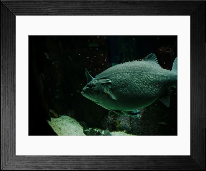 Framed Print : A solitary grouper glides through the dimly lit waters of the Lisbon Oceanarium Framed Print : A solitary grouper glides through the dimly lit waters of the Lisbon Oceanarium