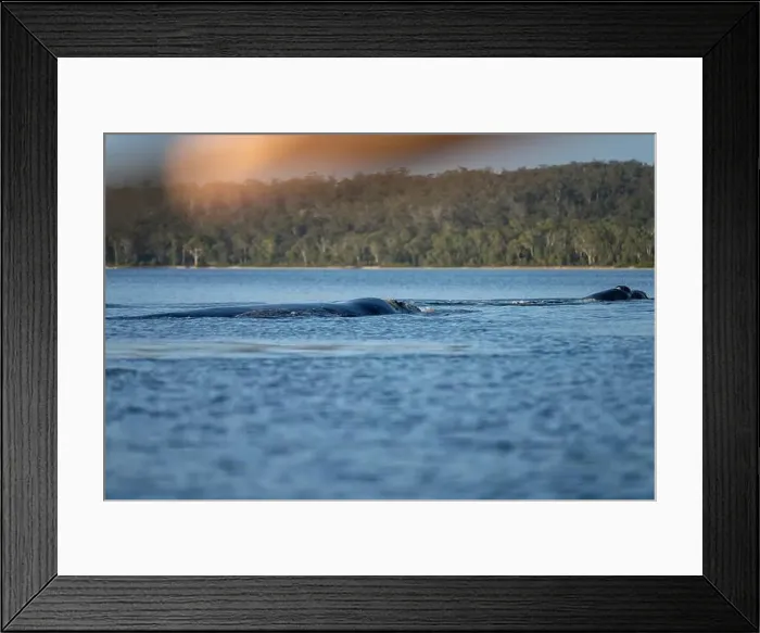 Framed Print : Southern right whale with baby calf in tasmania australia in spring Framed Print : Southern right whale with baby calf in tasmania australia in spring