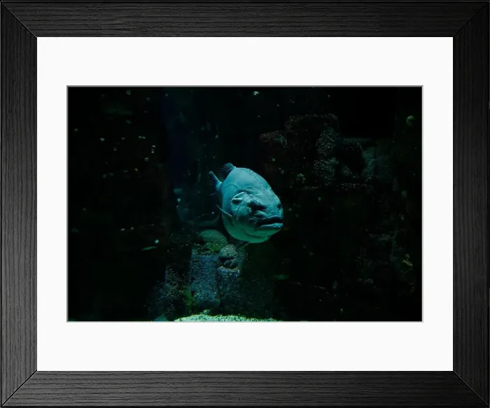 Framed Print : A formidable grouper emerges from the shadowy recesses of its tank at the Lisbon Oceanarium Framed Print : A formidable grouper emerges from the shadowy recesses of its tank at the Lisbon Oceanarium
