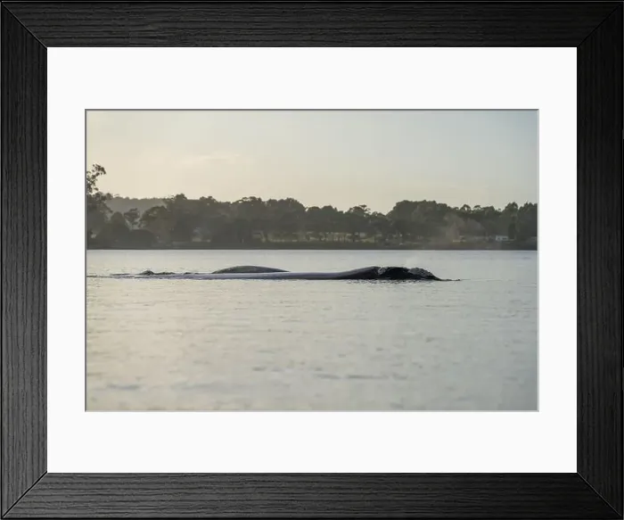 Framed Print : Southern right whale with baby calf in tasmania australia in spring Framed Print : Southern right whale with baby calf in tasmania australia in spring