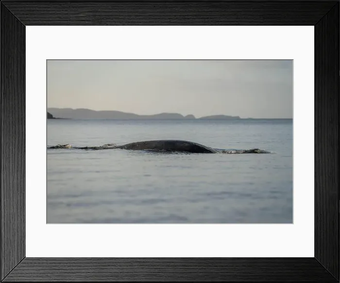 Framed Print : Southern right whale with baby calf in tasmania australia in spring Framed Print : Southern right whale with baby calf in tasmania australia in spring