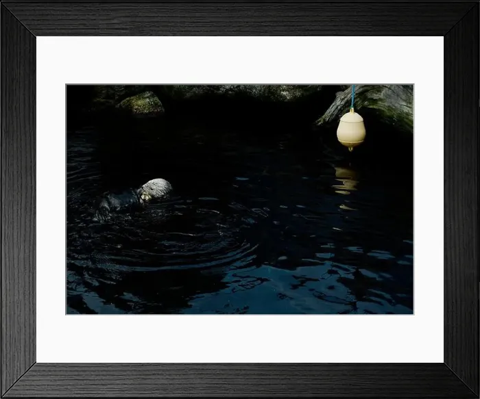 Framed Print : A playful sea otter floats effortlessly on the calm Framed Print : A playful sea otter floats effortlessly on the calm