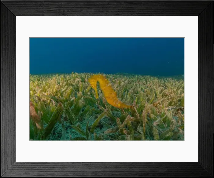 Framed Print : Sea Horse in the Red Sea Colorful and beautiful, Eilat Israel Framed Print : Sea Horse in the Red Sea Colorful and beautiful, Eilat Israel