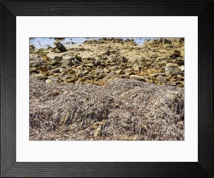 Framed Print : View at the beach with lots of sea weed on the shore Framed Print : View at the beach with lots of sea weed on the shore