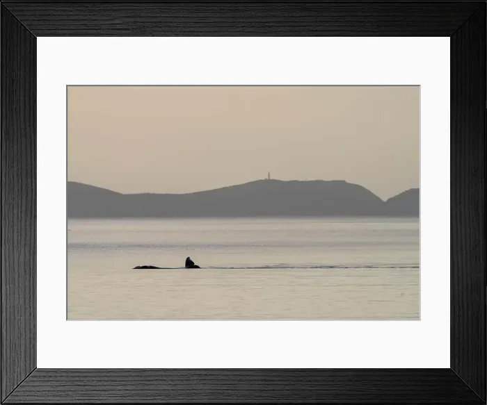 Framed Print : Southern right whale with baby calf in tasmania australia in spring Framed Print : Southern right whale with baby calf in tasmania australia in spring