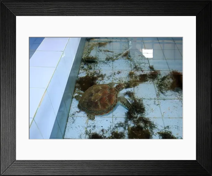 Framed Print : Turtles in the Sea Turtle Conservation and Education Center in Serangan, Denpasar, Bali in Indonesia Framed Print : Turtles in the Sea Turtle Conservation and Education Center in Serangan, Denpasar, Bali in Indonesia