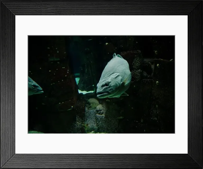 Framed Print : A grouper swims silently through the dark waters of the Lisbon Oceanarium Framed Print : A grouper swims silently through the dark waters of the Lisbon Oceanarium